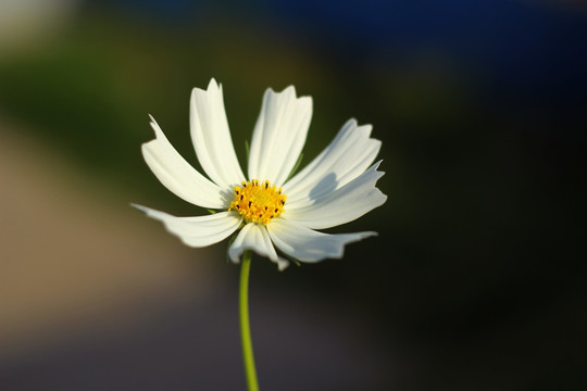 白色格桑花