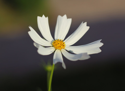 白色格桑花