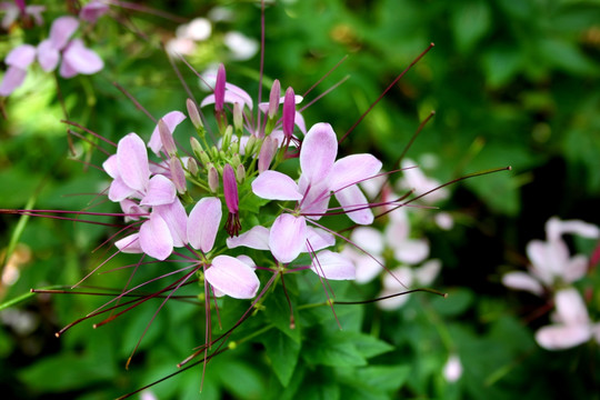 粉色花蕾