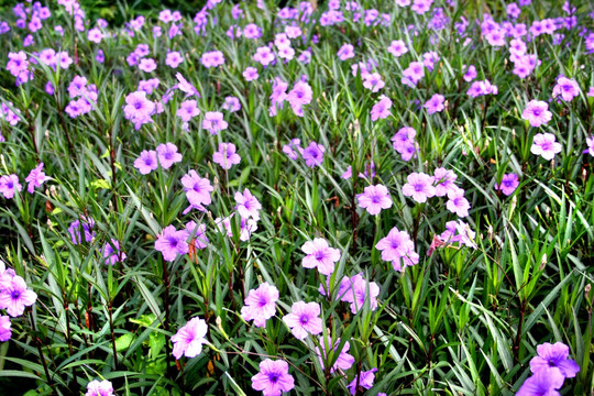 花从小野花