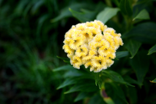 黄色花球