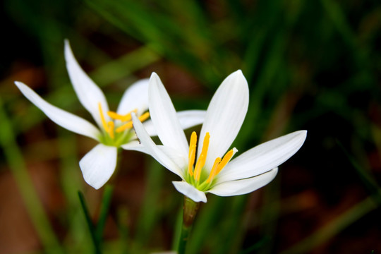 小白花