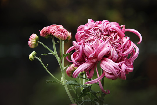 菊花