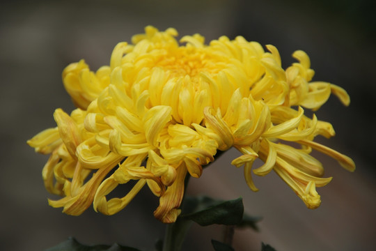 菊花