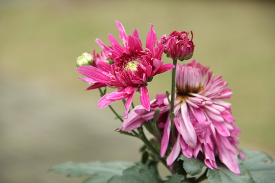 菊花