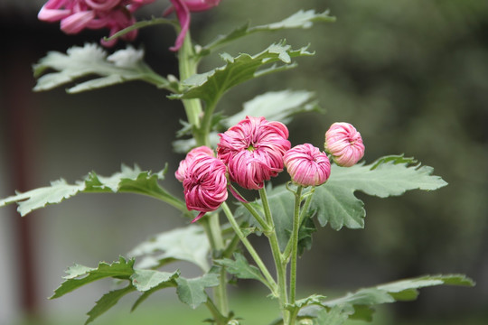菊花