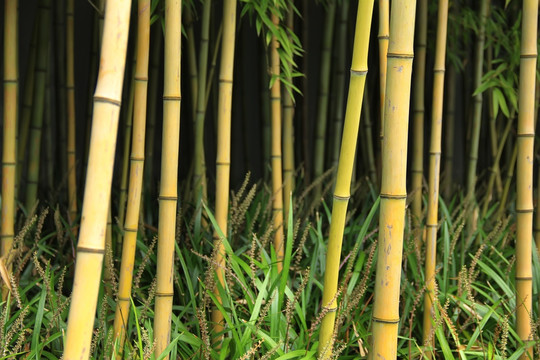 竹林
