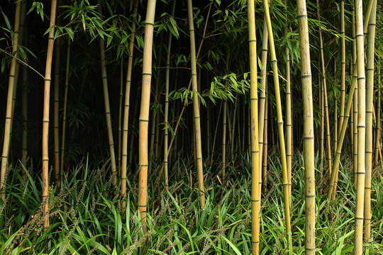 竹林