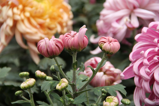 菊花