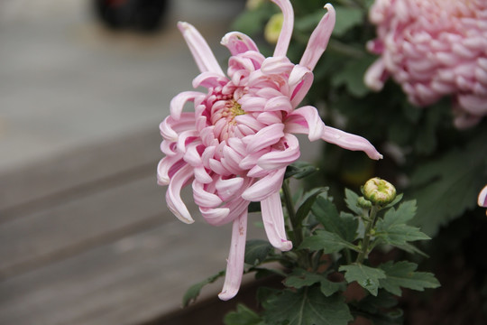 菊花
