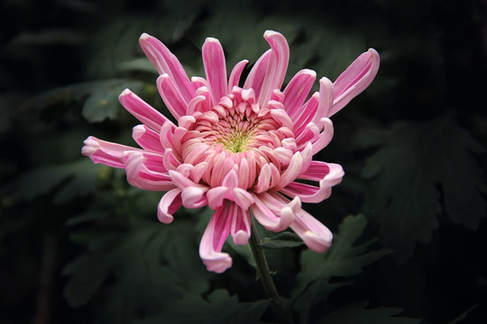 菊花