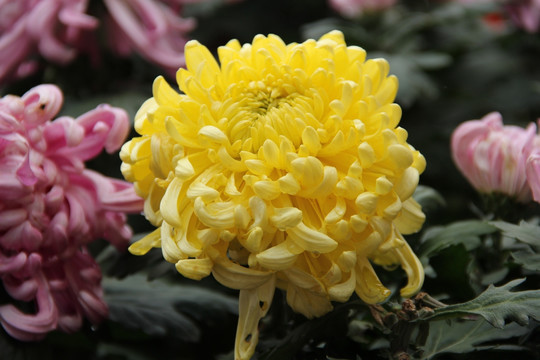 菊花