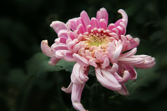 菊花