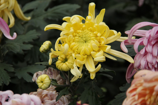 菊花