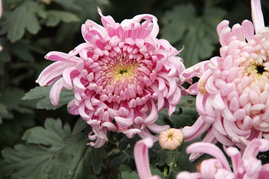 菊花