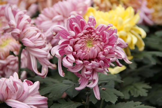 菊花