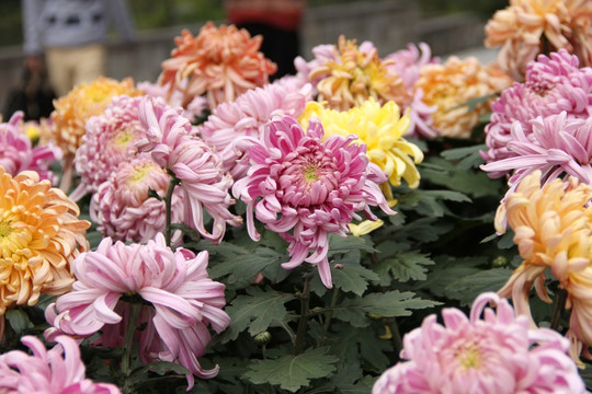 菊花
