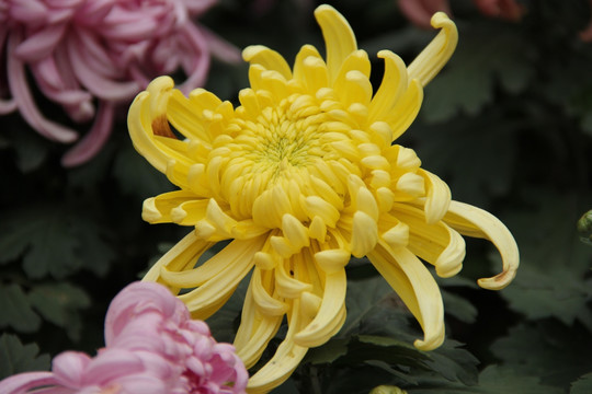 菊花