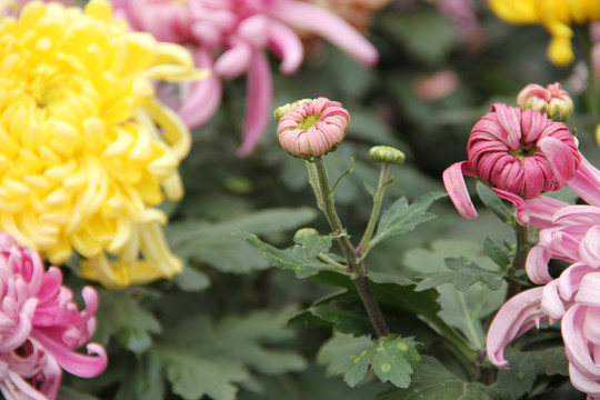 菊花