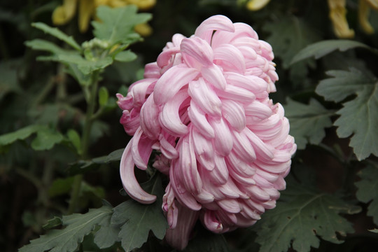 菊花
