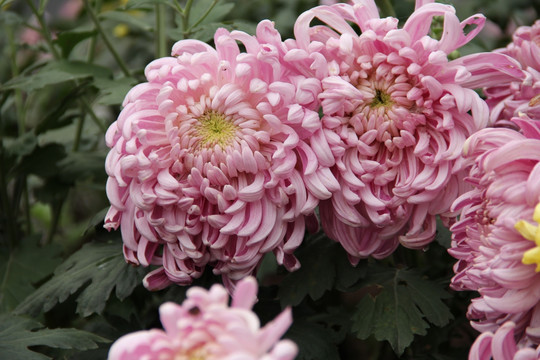 菊花