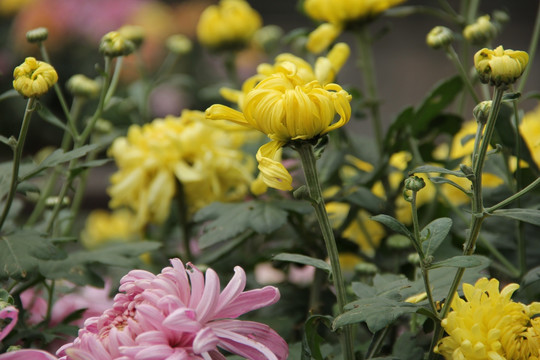 菊花