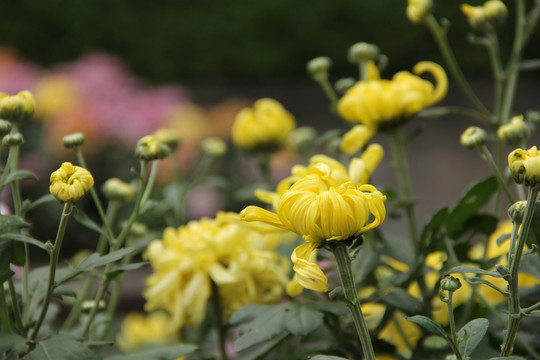 菊花