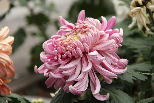菊花