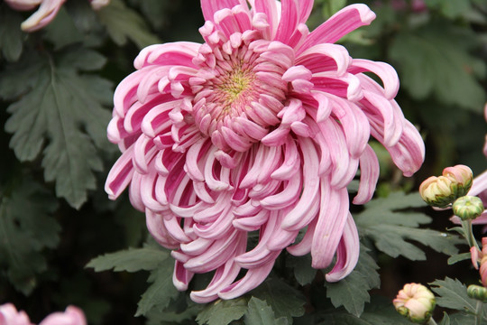 菊花