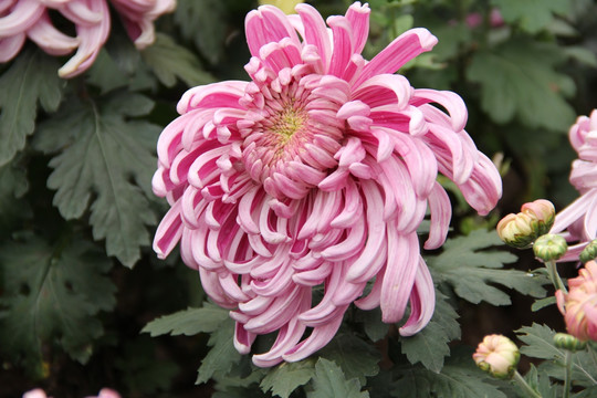 菊花