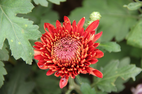 菊花