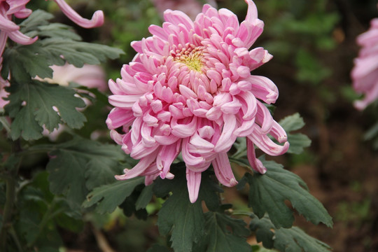 菊花