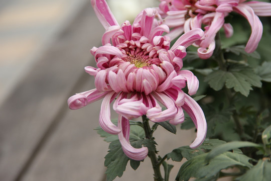菊花
