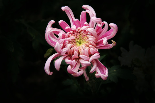 菊花