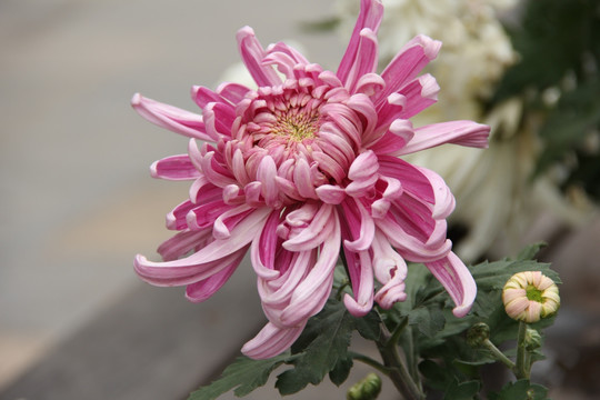 菊花