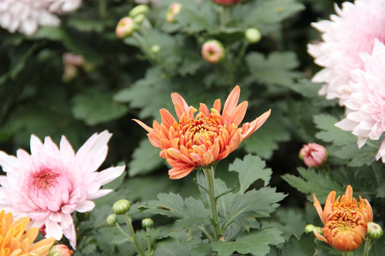 菊花