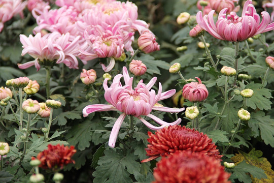 菊花