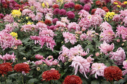 菊花