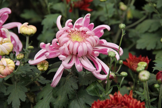 菊花