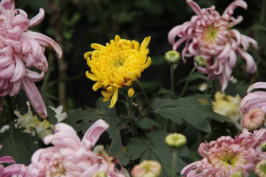 菊花