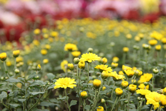 非洲菊 金菊