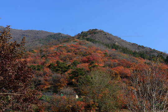 秋日的蟒山