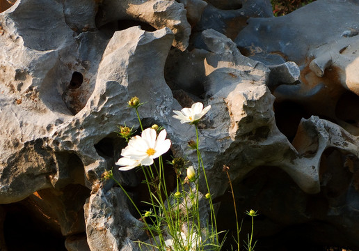 湖石与花朵