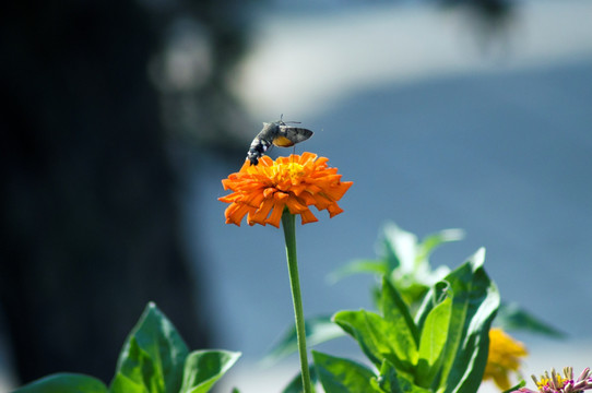 蜂鸟雏菊夏日高清