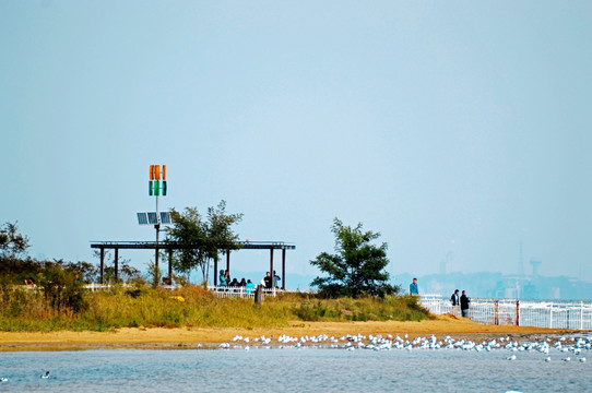 海边湿地凉亭风标特写