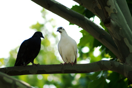 公园情侣鸽子黑白对比
