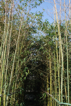 竹海 竹林 竹林小路 小路