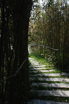 竹海 竹林 竹林小路 小路