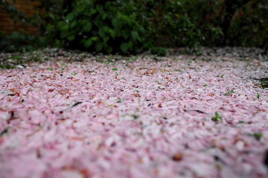 樱花花瓣