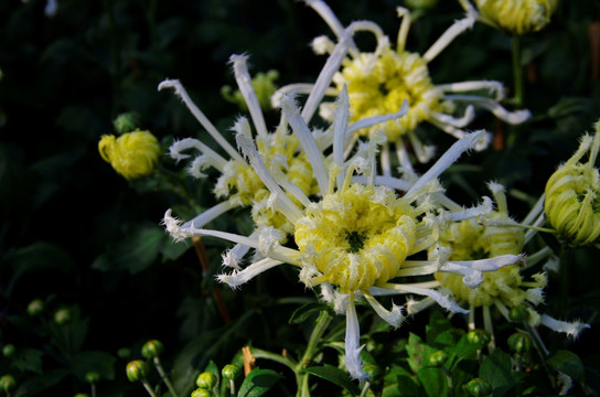 菊花